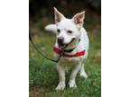 Adopt Issac a Mixed Breed