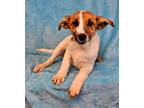 Adopt Ash a Collie, Hound