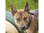 Adopt POLARIS a Staffordshire Bull Terrier, Mixed Breed
