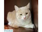 Adopt Freedom a Domestic Short Hair