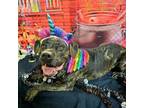 Adopt Ziggy a Brindle Mastiff / American Pit Bull Terrier / Mixed dog in Easton