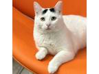 Adopt Dre (**bonded with Slim) a American Shorthair