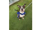 Adopt Dempsey a Staffordshire Bull Terrier