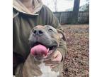 Adopt Apollo a Pit Bull Terrier