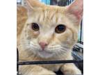 Adopt Ziggy a Domestic Short Hair, Tabby