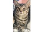 Adopt Marvin a Tabby