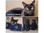 Adopt Laurel & Hardy a American Shorthair