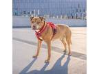 Adopt Wilhelm a Pit Bull Terrier, American Staffordshire Terrier
