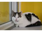 Adopt Winslow - Adoption Fee Sponsored! a Domestic Short Hair