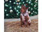 Adopt William a Pit Bull Terrier