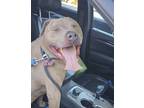 Adopt Chucho a American Staffordshire Terrier