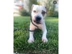 Adopt Ghost a American Bully