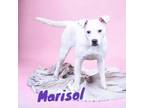 Adopt Marisol a Pit Bull Terrier, Mixed Breed