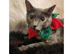 Adopt Gypsy a Domestic Short Hair