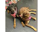 Adopt Jazzy and Roxy a Doberman Pinscher