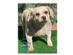 Adopt Lucy a Miniature Poodle