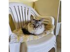 Adopt Kathula a Domestic Medium Hair, Siamese