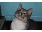 Adopt Olivia a Tabby, Domestic Short Hair