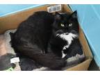 Adopt Tilly a Domestic Long Hair