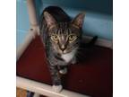 Adopt Thea a Tabby, Domestic Short Hair