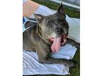 Adopt Vinni a Pit Bull Terrier, Mixed Breed