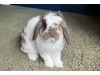 Adopt Nugget a Lop Eared