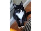 Adopt Bosenberry Jam a Tuxedo, Domestic Short Hair