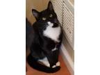 Adopt Blueberry Jam a Tuxedo, Domestic Short Hair