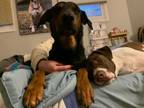 Adopt Riley a Hound