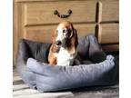 Adopt DD a Basset Hound