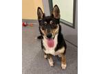 Adopt Lucy a Australian Cattle Dog / Blue Heeler