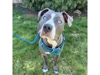 Adopt Dolly - AVAILABLE a Pit Bull Terrier