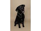 Adopt MaryBelle a Labrador Retriever, Patterdale Terrier / Fell Terrier