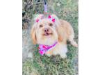 Adopt Goldie a Yorkshire Terrier, Cavapoo