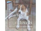 Adopt Artemis a Basenji