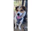 Adopt Layla a Jack Russell Terrier