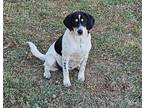 Adopt Maggie a Jack Russell Terrier