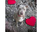 Adopt Lady Schmicks #43862 a Pit Bull Terrier