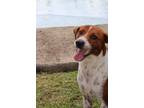 Adopt Tania a Hound, Mixed Breed