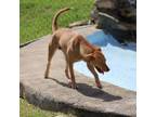 Adopt Juana a Basenji