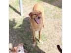 Adopt Bella a Golden Retriever