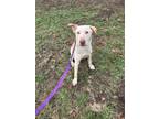 Adopt Moonpie a Labrador Retriever