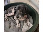 Adopt ZIGGY a Poodle, Australian Shepherd