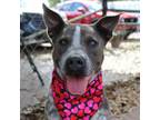 Adopt Elliott a Australian Cattle Dog / Blue Heeler