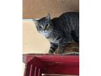 Adopt Pharoah a Domestic Short Hair