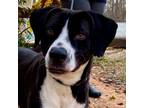 Adopt Jetson a Pointer