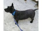 Adopt Brodie Maxwell a Scottish Terrier