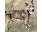 Adopt Benji a Pit Bull Terrier, American Staffordshire Terrier