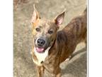 Adopt Brock a Pit Bull Terrier, American Staffordshire Terrier