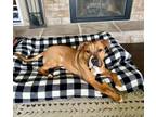 Adopt Tucker-Completed Board & Train!! a American Staffordshire Terrier
